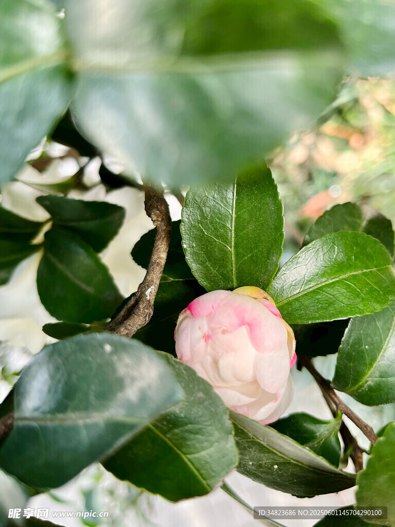 嬌艷山茶花綻放綠葉間