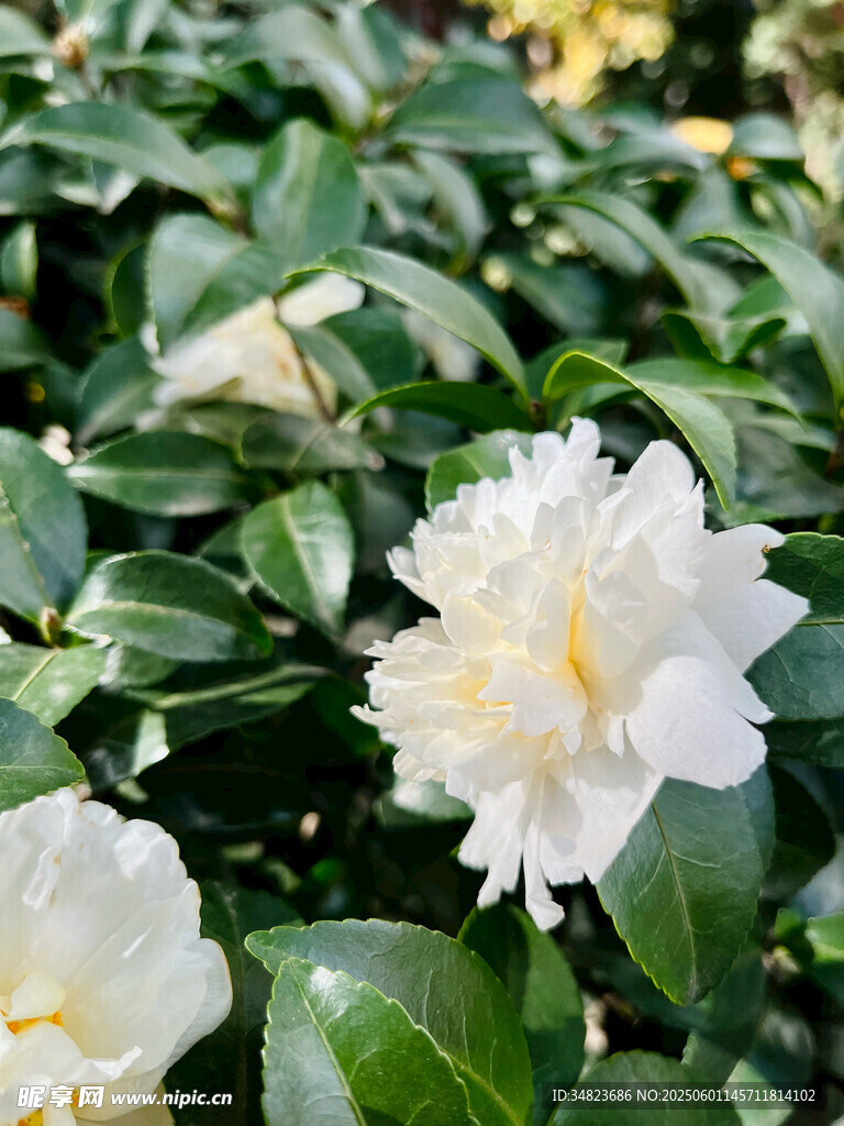 潔白山茶花綻放綠葉間