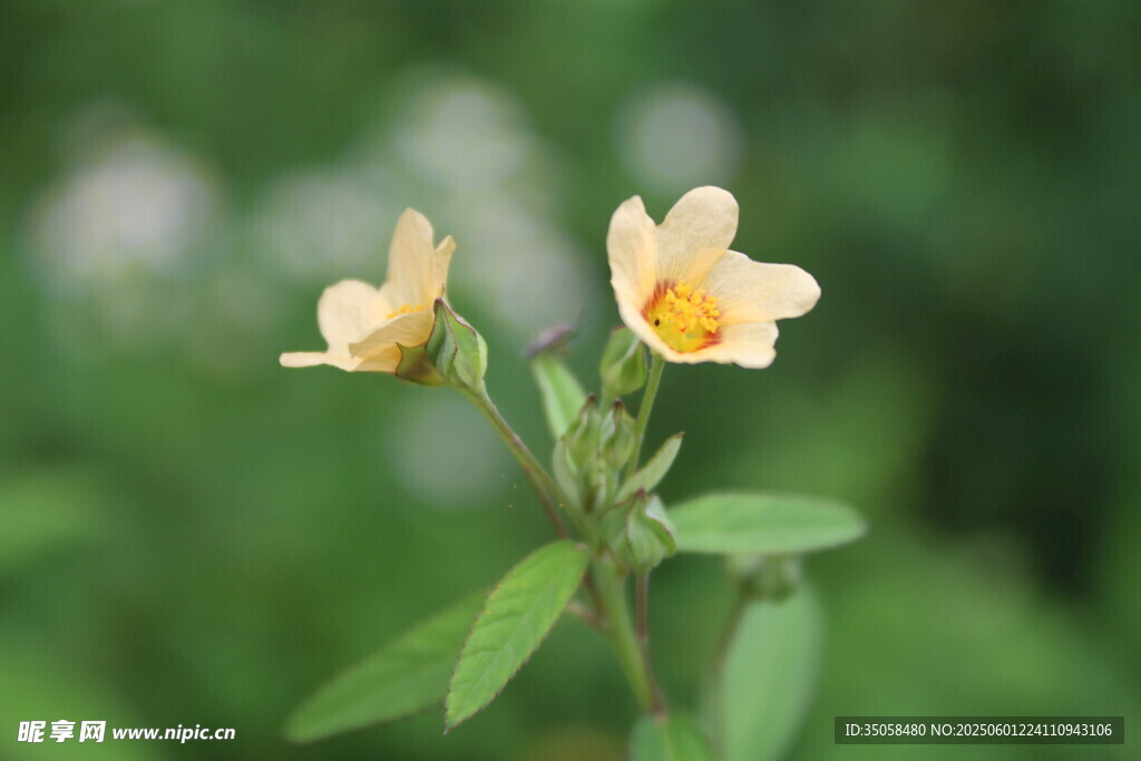 白背黃花棯  