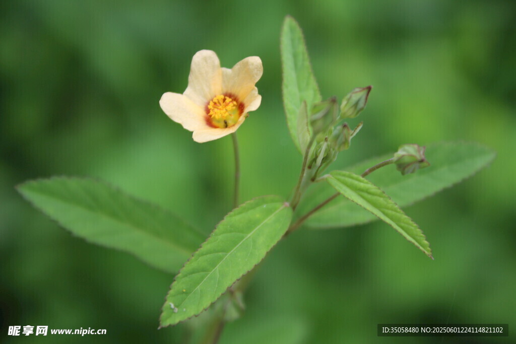 白背黃花棯 