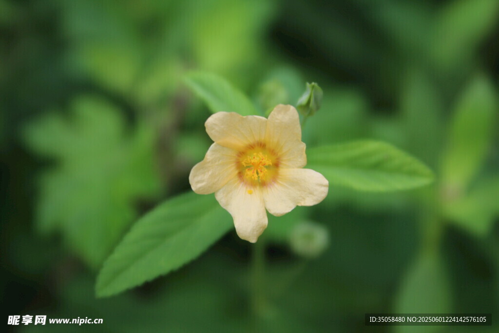 白背黃花棯 