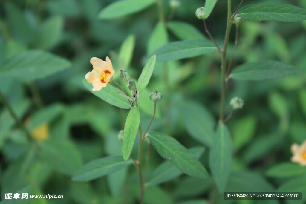白背黃花棯  