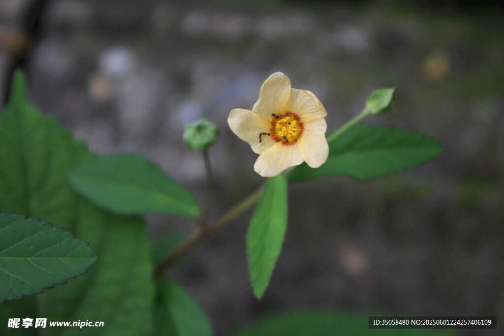 白背黃花棯 