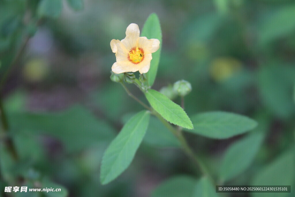 白背黃花棯 