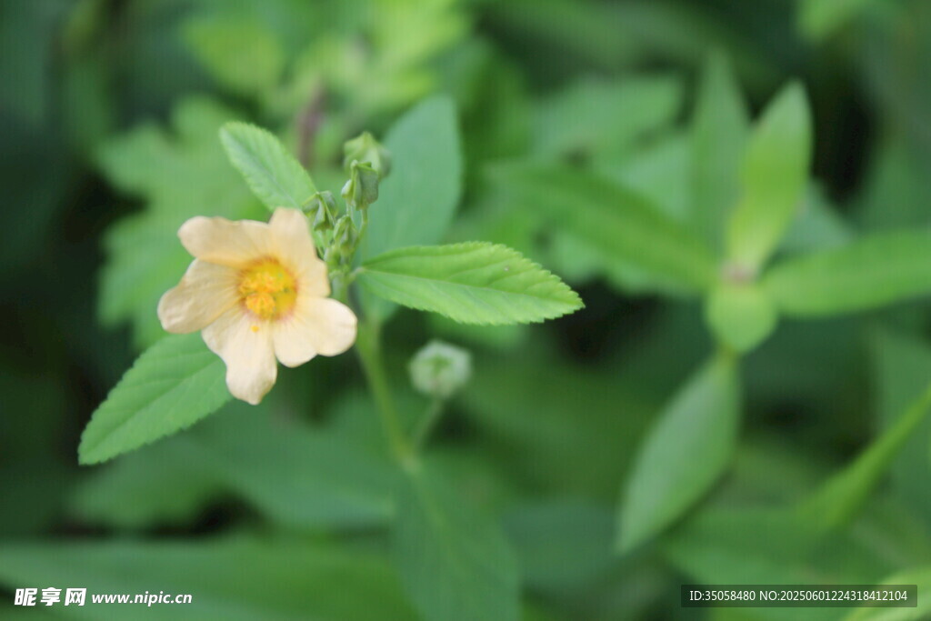 白背黃花棯  