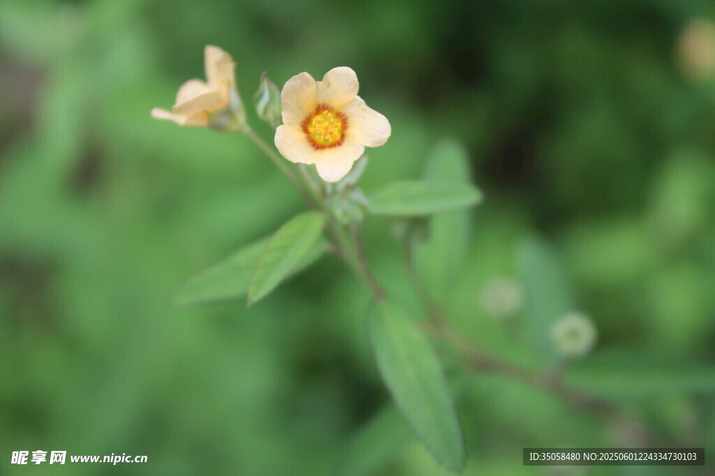 白背黃花棯  