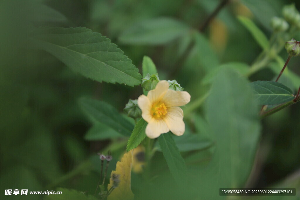 白背黃花棯 