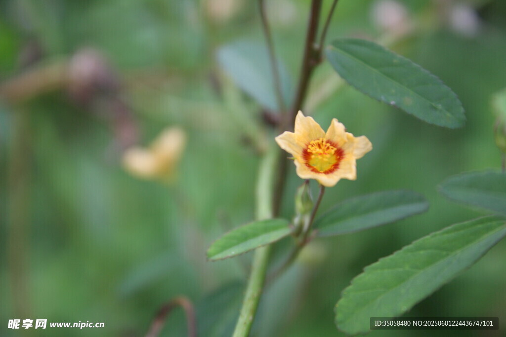 白背黃花棯 