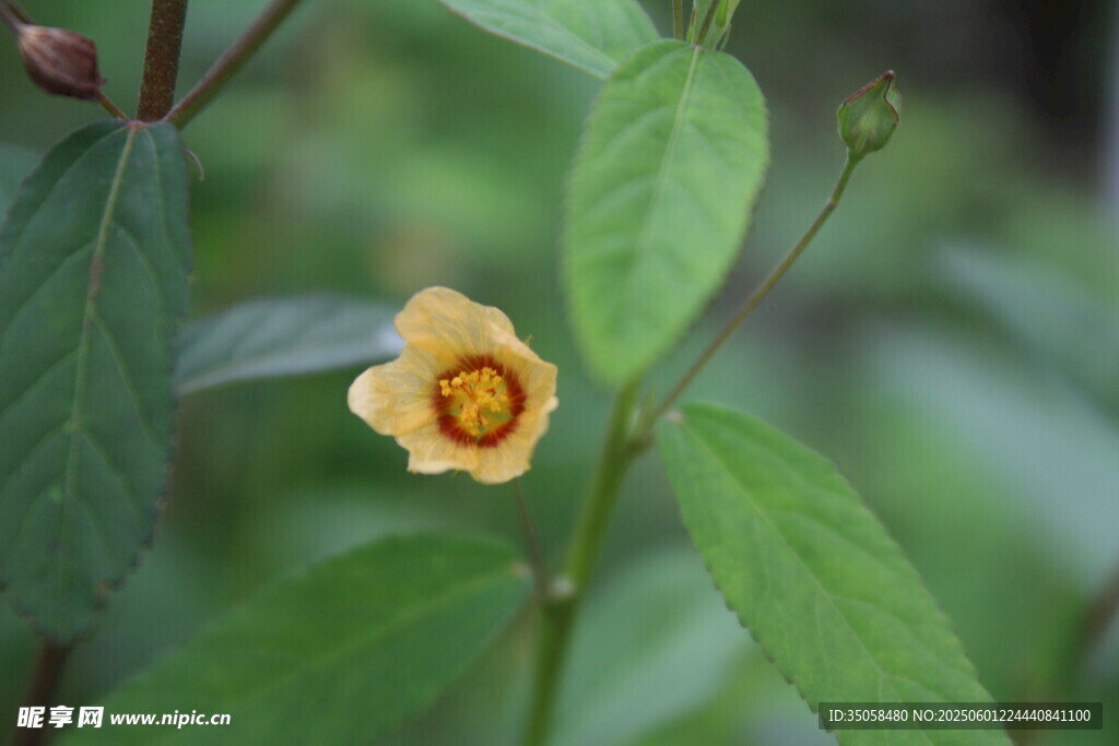 白背黃花棯 
