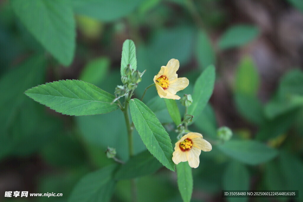 白背黃花棯  
