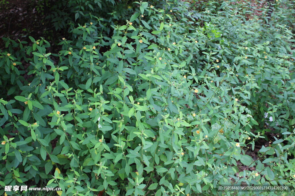 白背黃花棯 