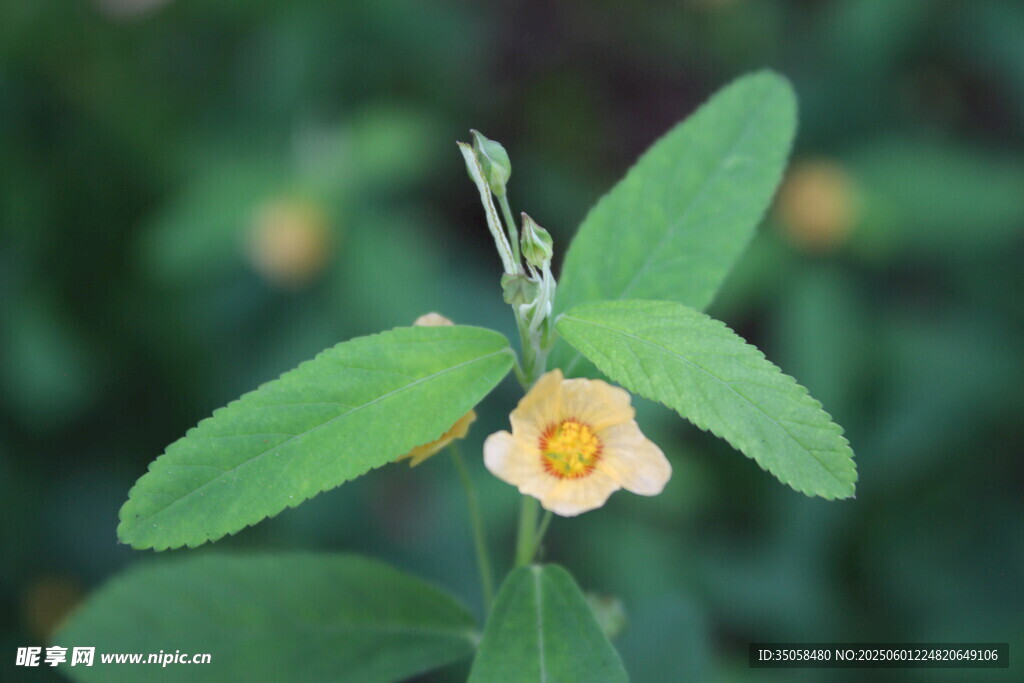 白背黃花棯 
