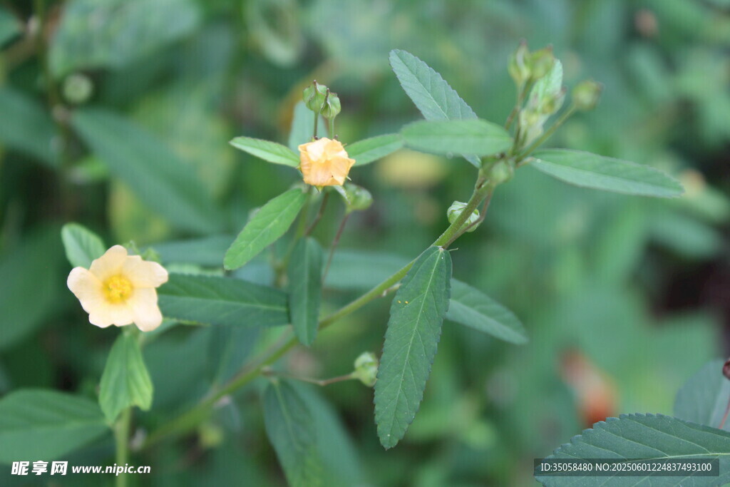 白背黃花棯 