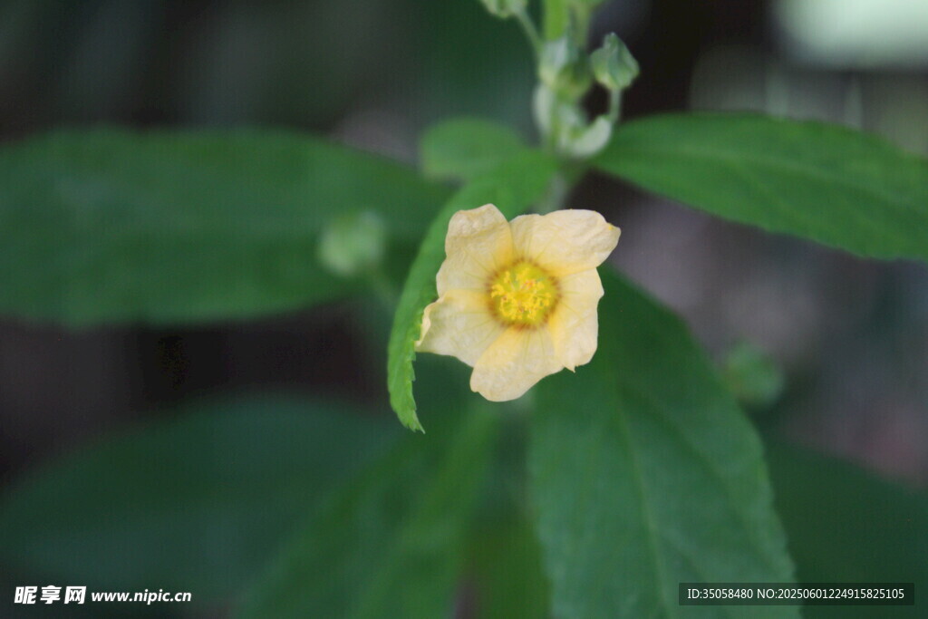白背黃花棯  
