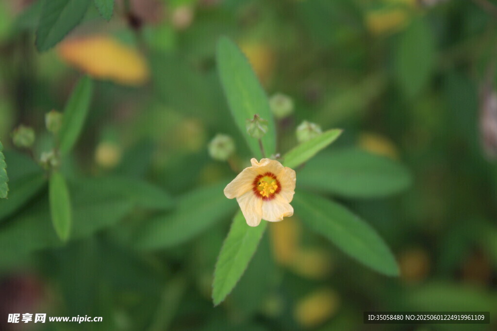 白背黃花棯 