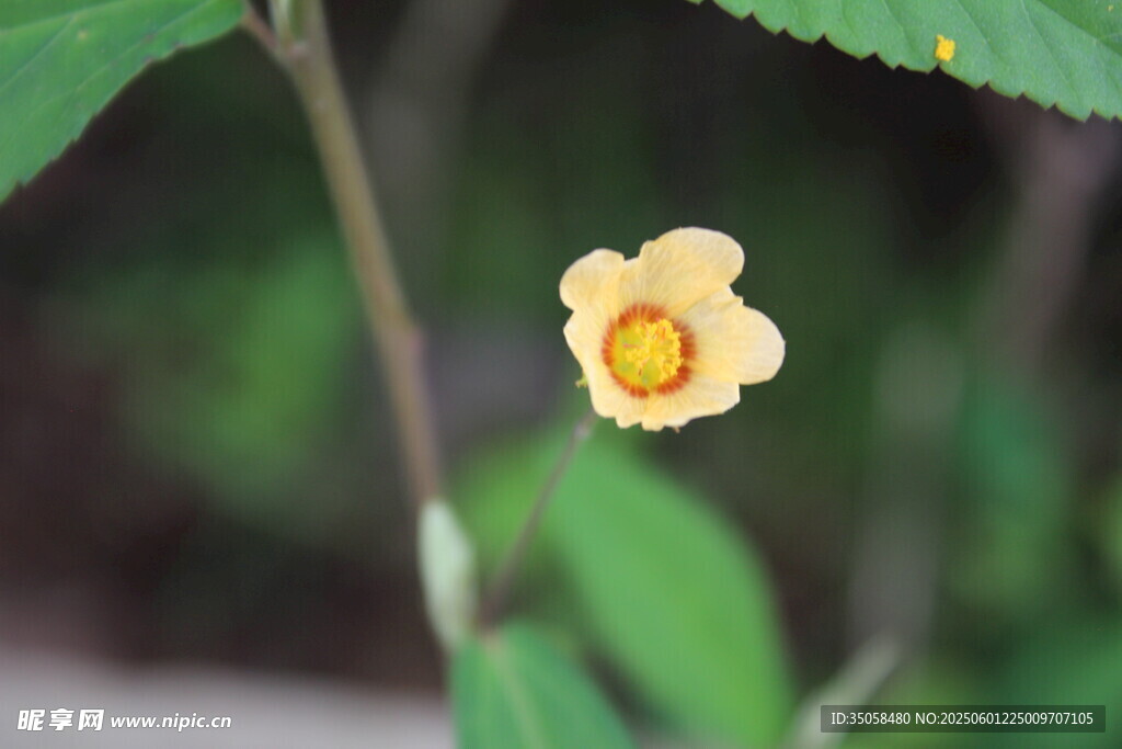 白背黃花棯  