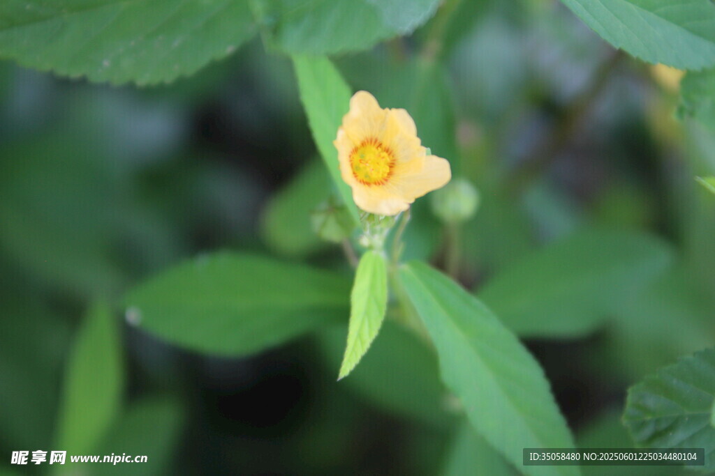 白背黃花棯 