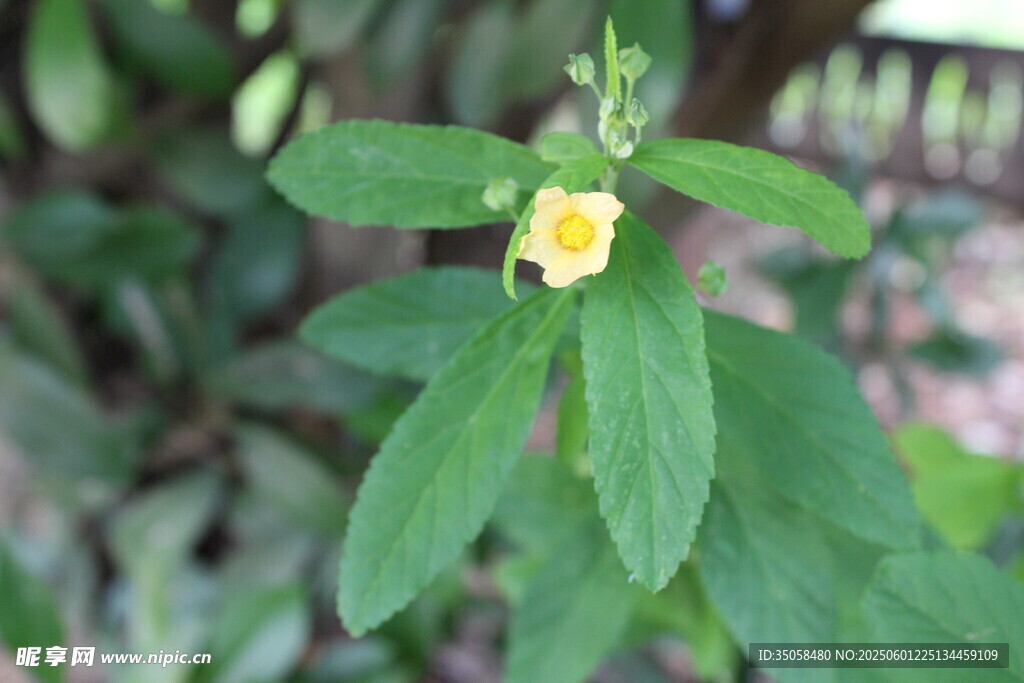 白背黃花棯  