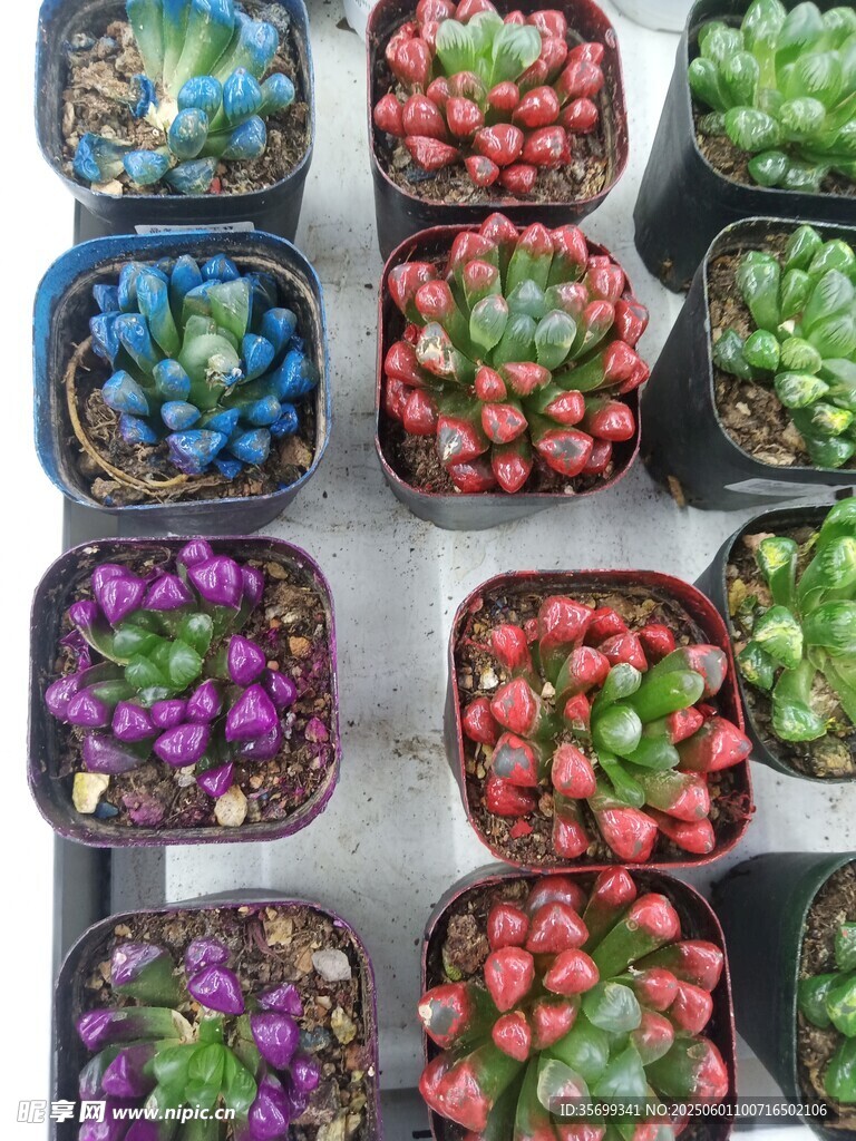多彩盆栽多肉植物展示