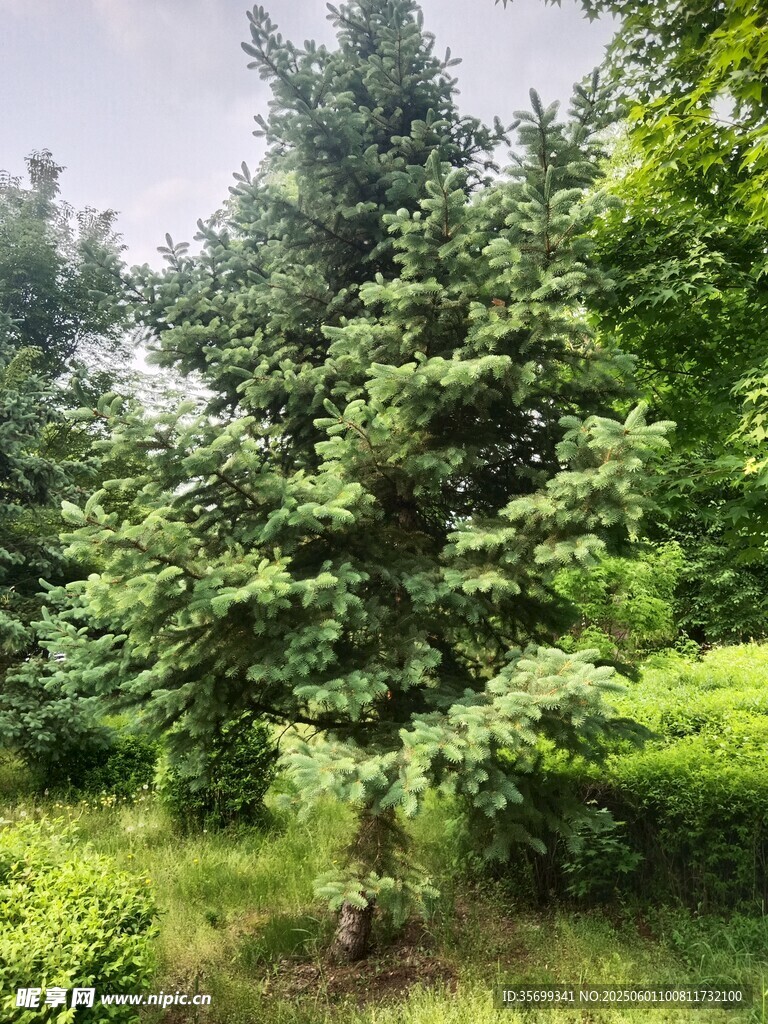 綠意盎然的戶外樹木景觀