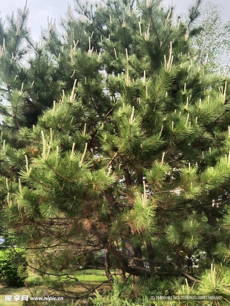 翠綠松樹展現自然生機