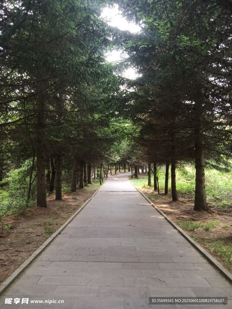 林間幽靜小路