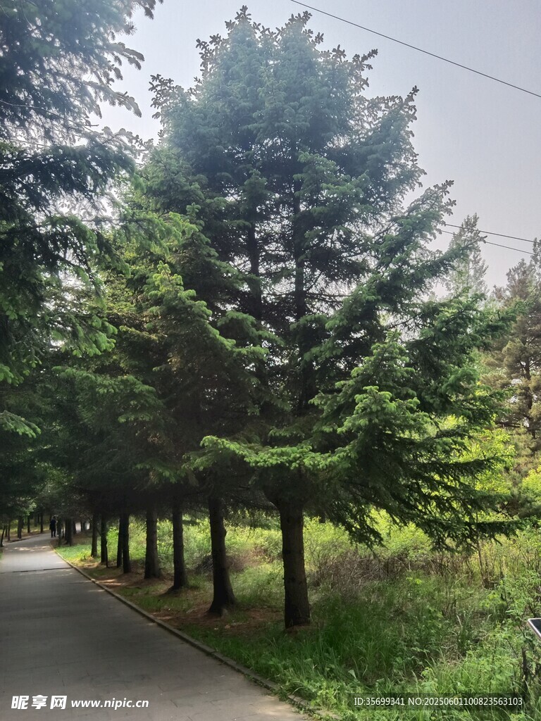 林間小路旁的挺拔松樹
