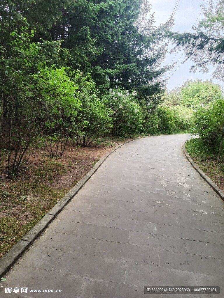 林間幽靜小路