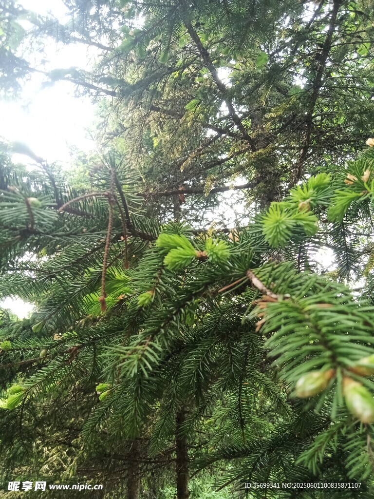茂密松樹枝葉繁茂