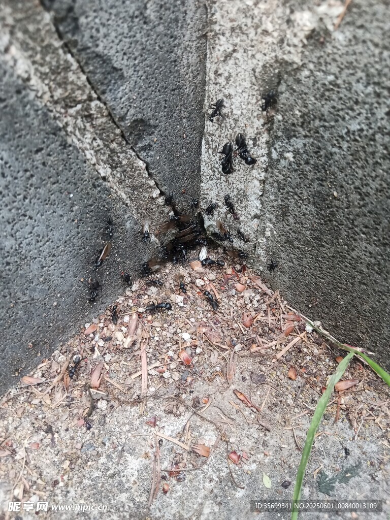 墻角縫隙中的小螞蟻