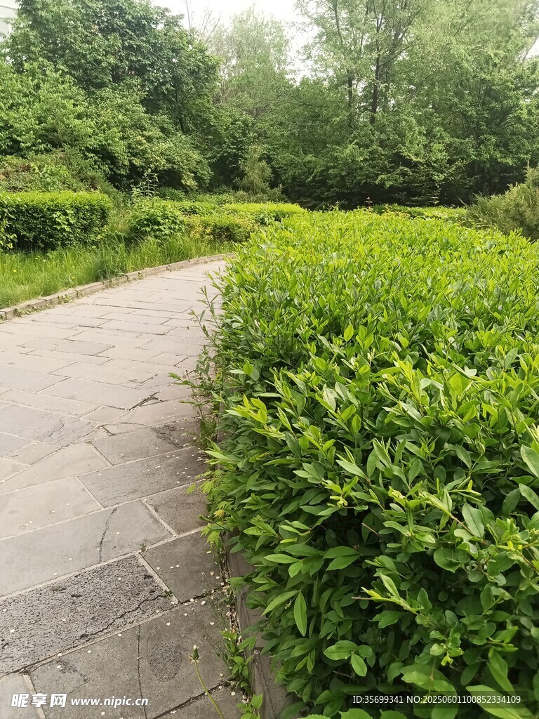 綠意盎然的園林小徑