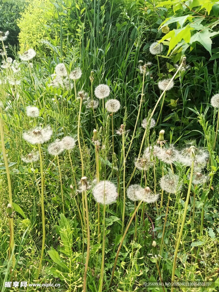 田野中的白色花朵綻放