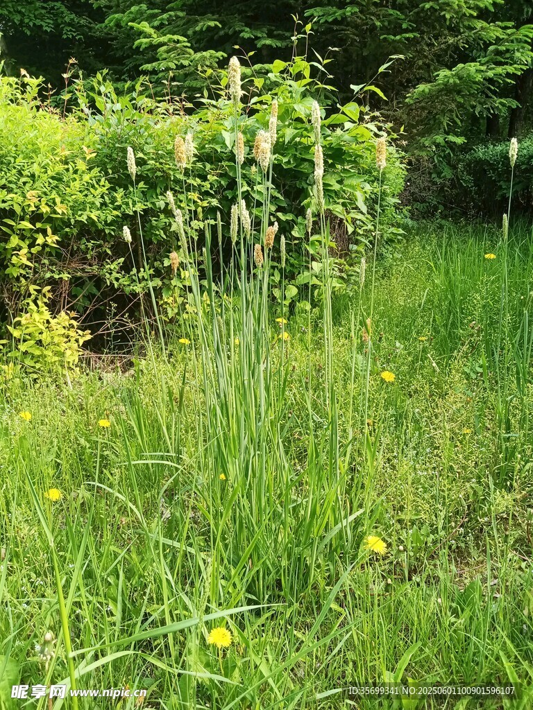 野外蔥郁草地與綠植景觀