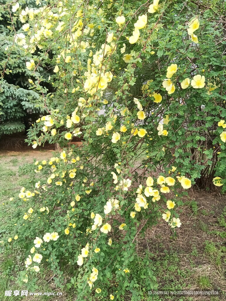 盛開的黃色花朵灌木