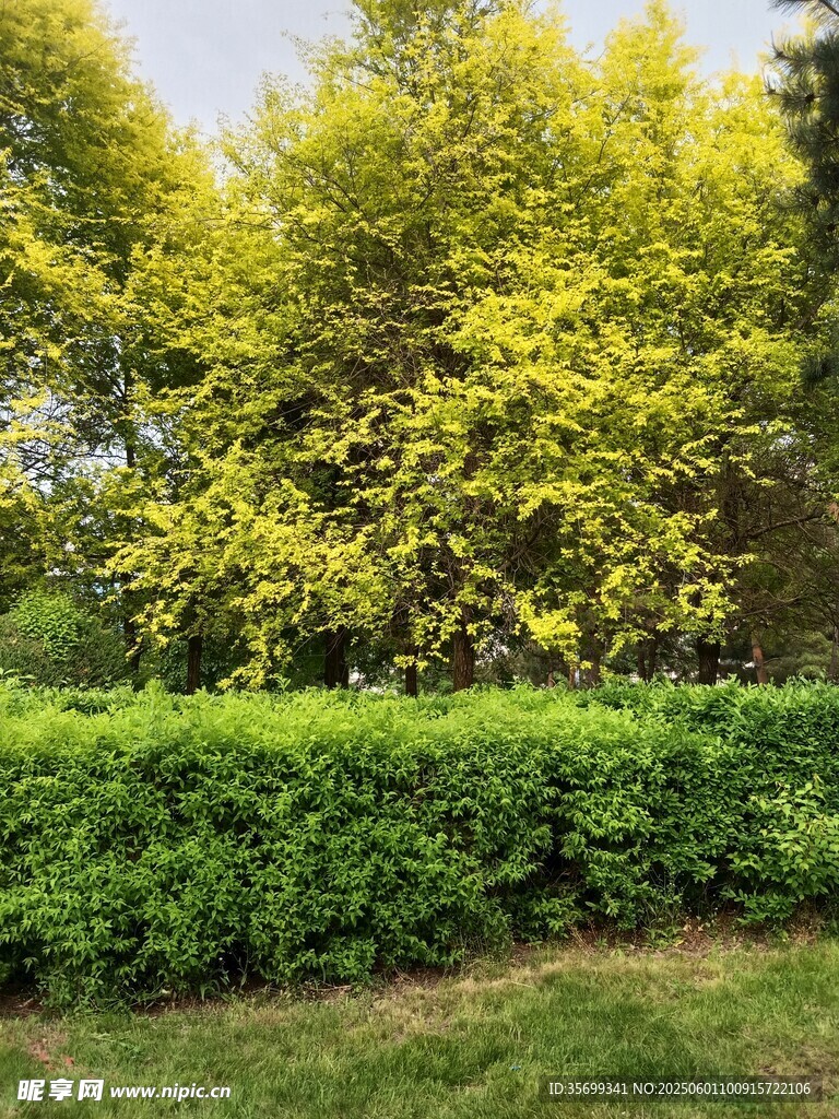 綠意盎然的灌木與樹木景觀