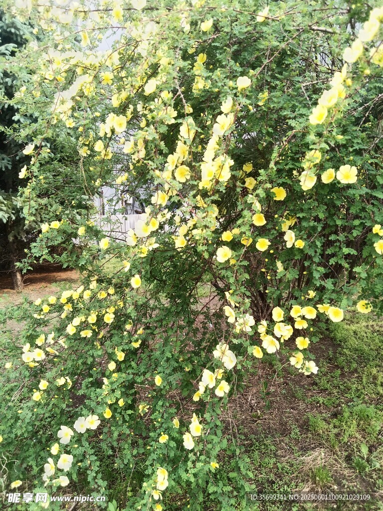 繁花滿枝的綠植景觀