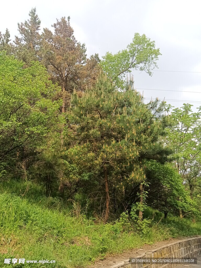 山坡綠植景觀