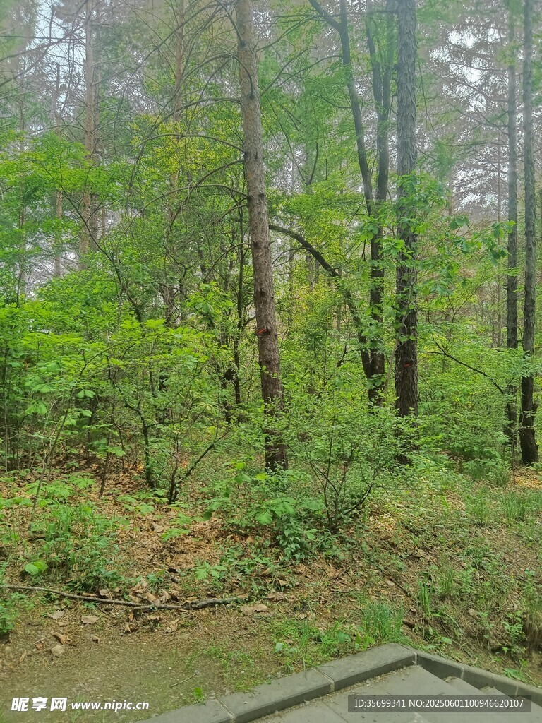 林間河畔綠意盎然景色