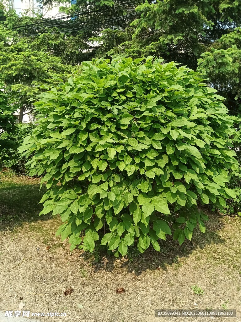 球形綠植生機勃勃