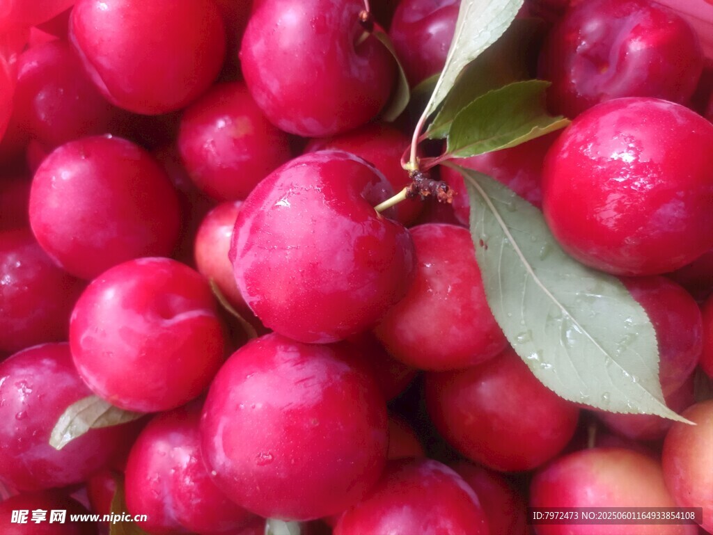 鮮紅飽滿李子帶綠葉