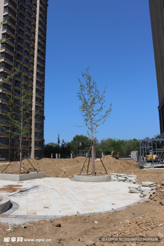 新建工地中的孤獨小樹