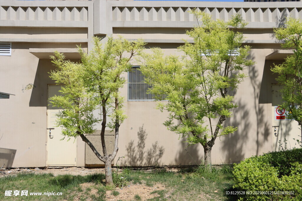 庭院綠植與建筑一角