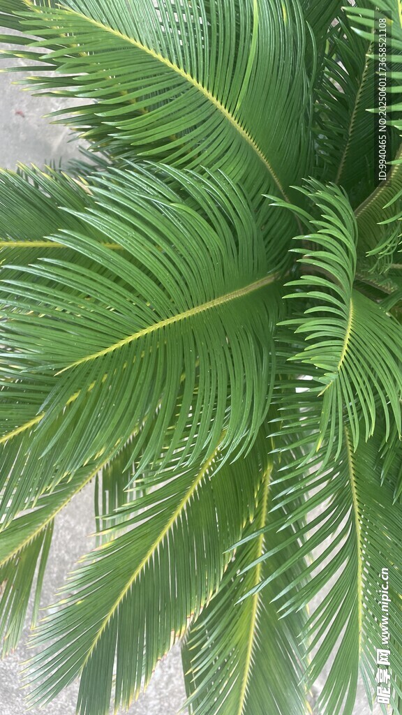 翠綠棕櫚葉特寫