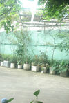 溫室中的綠植盆栽景觀