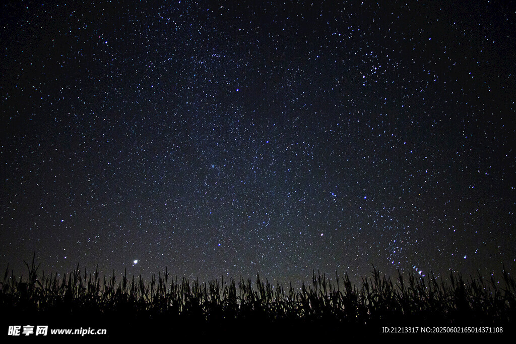 夜空下的森林與璀璨繁星