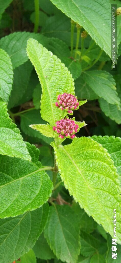 花苞
