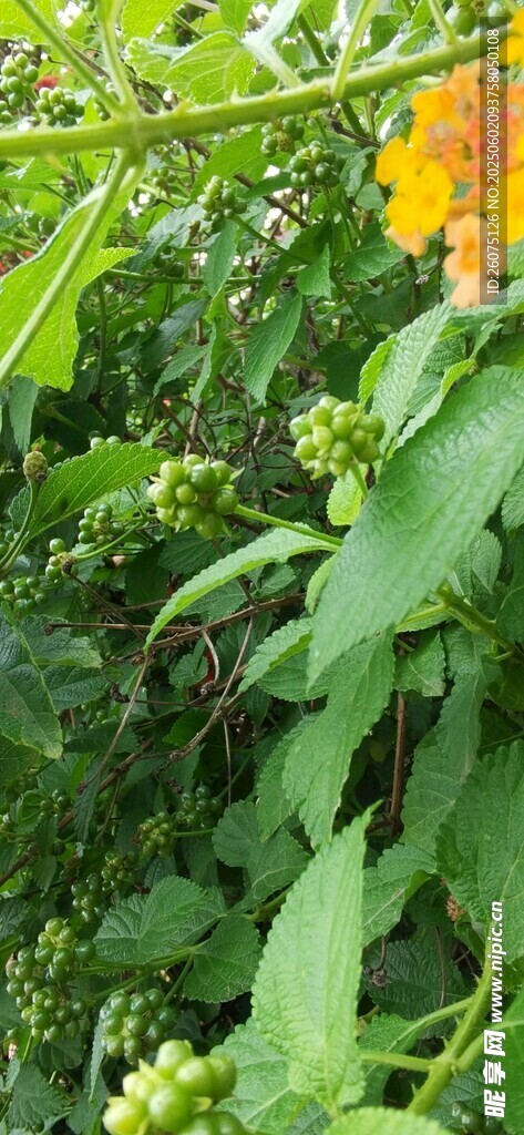 果實
