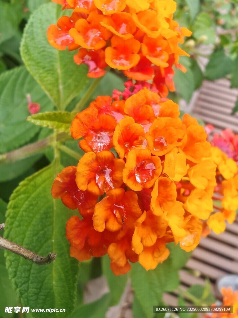 馬纓丹