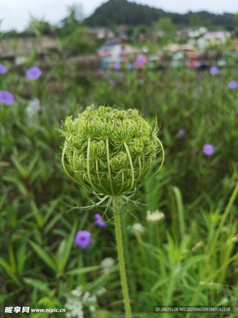 球狀花苞