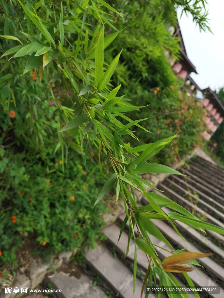 竹丫